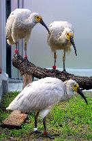 first ibis chick photos released